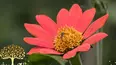 Gardeners' World