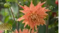 Gardeners' World