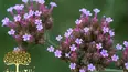 Gardeners' World