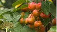 Gardeners' World