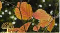 Gardeners' World