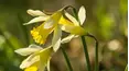 Gardeners' World