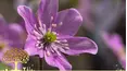 Gardeners' World