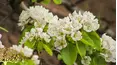 Gardeners' World