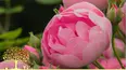 Gardeners' World