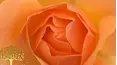 Gardeners' World