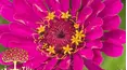 Gardeners' World