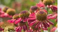 Gardeners' World