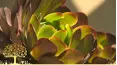 Gardeners' World