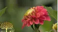 Gardeners' World