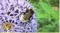 Gardeners' World