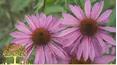 Gardeners' World