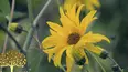 Gardeners' World