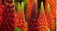 Gardeners' World