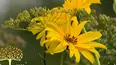 Gardeners' World