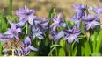 Gardeners' World