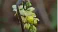 Gardeners' World