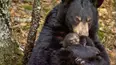 The Bear Family and Me