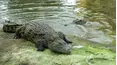 Climate Change: A Talk with the Animals
