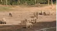Climate Change: A Talk with the Animals