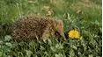 Climate Change: A Talk with the Animals