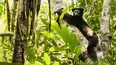 Climate Change: A Talk with the Animals