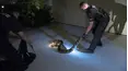Cops Reloaded