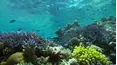 Great Barrier Reef