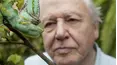 David Attenborough's Natural Curiosities
