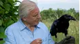 David Attenborough's Natural Curiosities