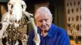David Attenborough's Natural Curiosities