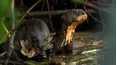 Wild Brazil