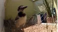 City Wildlife Rescue
