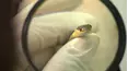 City Wildlife Rescue