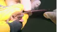 City Wildlife Rescue