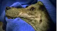City Wildlife Rescue