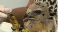City Wildlife Rescue