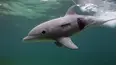 Dolphins: Spy in the Pod