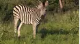Siyaya Come Wild With Us