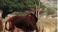 Siyaya Come Wild With Us