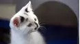 Cats Uncovered