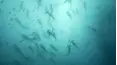 Great Blue Wild
