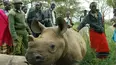 Kenya Wildlife Diaries