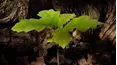 Oak Tree: Nature's Greatest Survivor