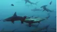 Blue Water Savages