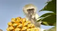 Africa's Hidden Kingdoms