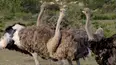 Africa's Hidden Kingdoms