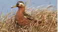 Life of Birds
