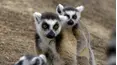 Land of Primates