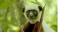 Land of Primates